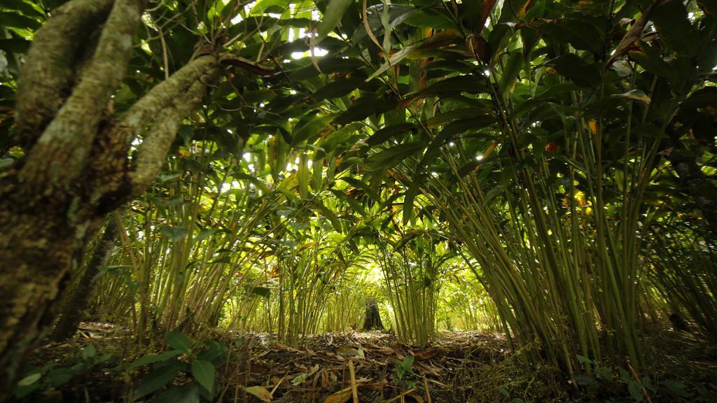 Ecotones Munnar By Eden Environs Hotel Luaran gambar